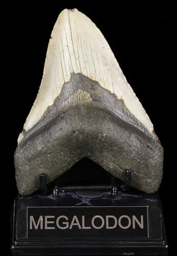 Megalodon Tooth - North Carolina #59086